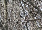 Rusty Blackbird (17)