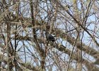 Rusty Blackbird (19)