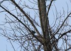 Rusty Blackbird (2)
