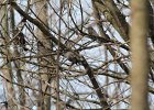 Rusty Blackbird (22)