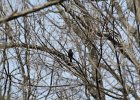 Rusty Blackbird (24)