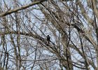 Rusty Blackbird (25)