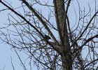 Rusty Blackbird (3)