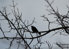 Rusty Blackbird (4)
