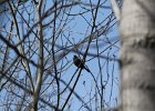 Rusty Blackbird (40)