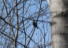 Rusty Blackbird (41)