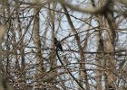 Rusty Blackbird (5)