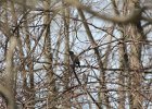 Rusty Blackbird (6)