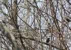 Rusty Blackbird (7)