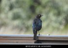 080 - 929 Brewer's Blackbird