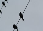 Brewer's Blackbird (10)