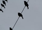 Brewer's Blackbird (11)