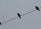 Brewer's Blackbird (13)