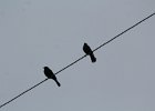 Brewer's Blackbird (17)