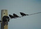 Brewer's Blackbird (30)