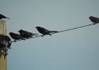 Brewer's Blackbird (31)