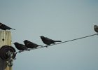 Brewer's Blackbird (32)