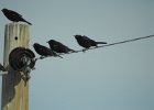 Brewer's Blackbird (33)