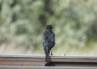 Brewer's Blackbird (34)