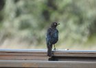 Brewer's Blackbird (35)