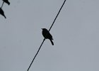 Brewer's Blackbird (8)