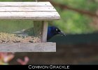 080 - 930 Common Grackle