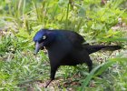 101Common Grackle (19)