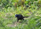 Common Grackle (15)