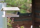 Common Grackle (16)