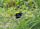 Common Grackle (18)