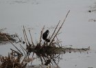 Common Grackle (2)