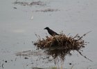 Common Grackle (3)