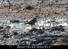 080 - 931 Boat-tailed Grackle
