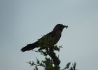 Boat-tailed Grackle (10)