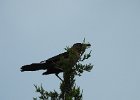 Boat-tailed Grackle (7)