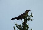 Boat-tailed Grackle (8)