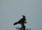 Boat-tailed Grackle (9)