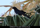 080 - 932 Great-tailed Grackle