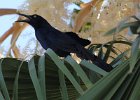 101Great-tailed Grackle