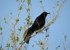 Great Tailed Grackle (21)