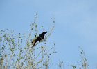 Great Tailed Grackle (22)