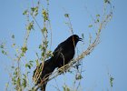 Great Tailed Grackle (23)