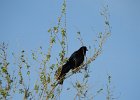 Great Tailed Grackle (24)
