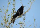 Great Tailed Grackle (25)