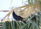 Great-tailed Grackle (1)