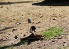 Great-tailed Grackle (14)