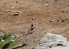 Great-tailed Grackle (17)