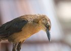 Great-tailed Grackle (19)