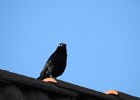 Great-tailed Grackle (22)
