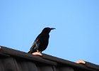 Great-tailed Grackle (23)